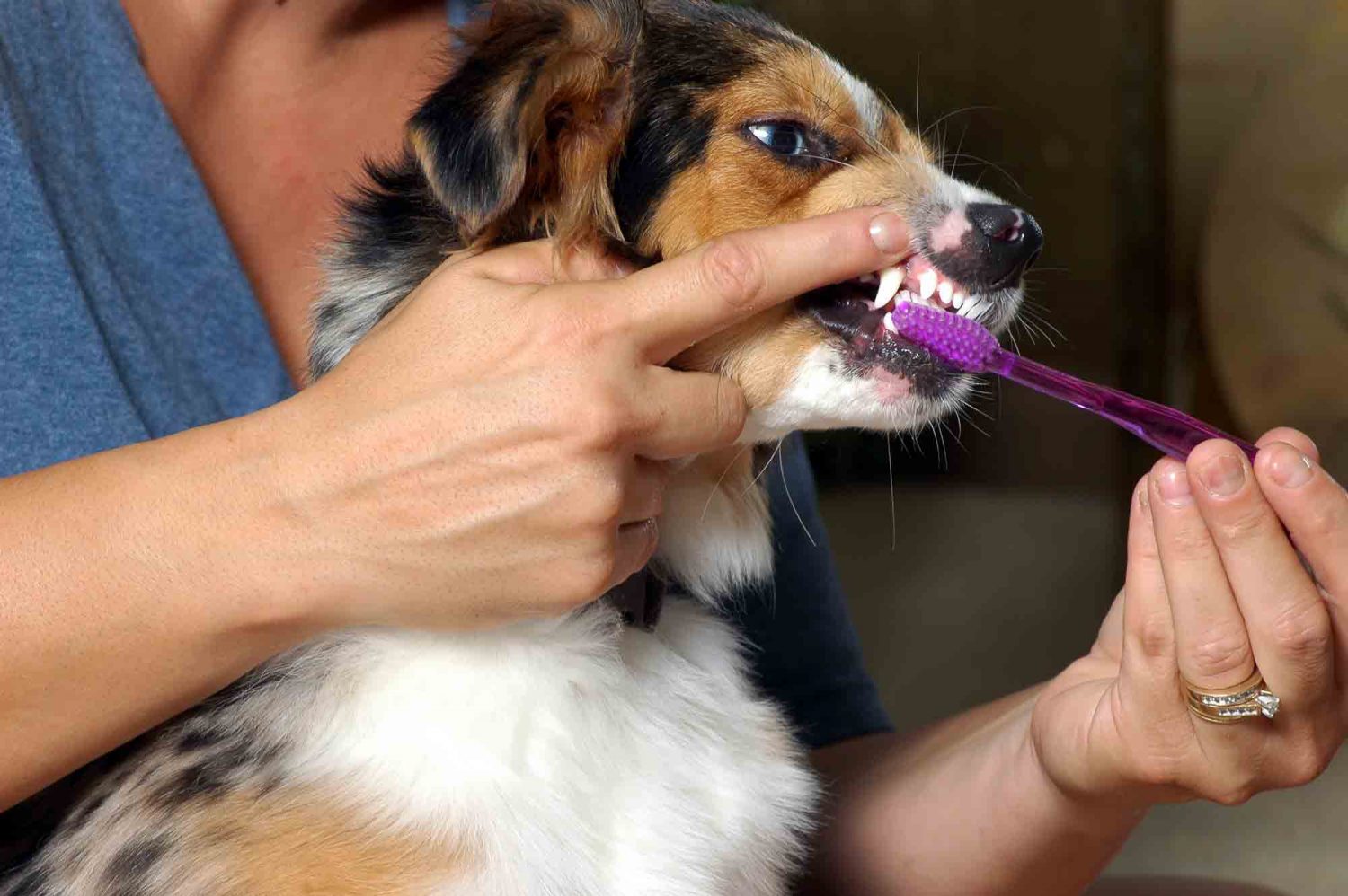 фото молочных зубов у щенка