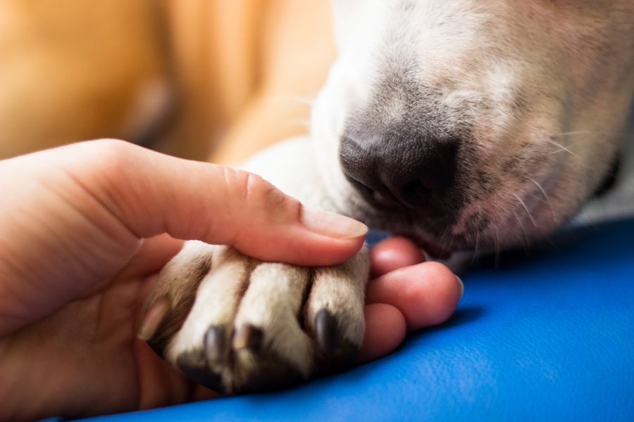 Tips for Preventing and Cleaning Muddy Dog Paws