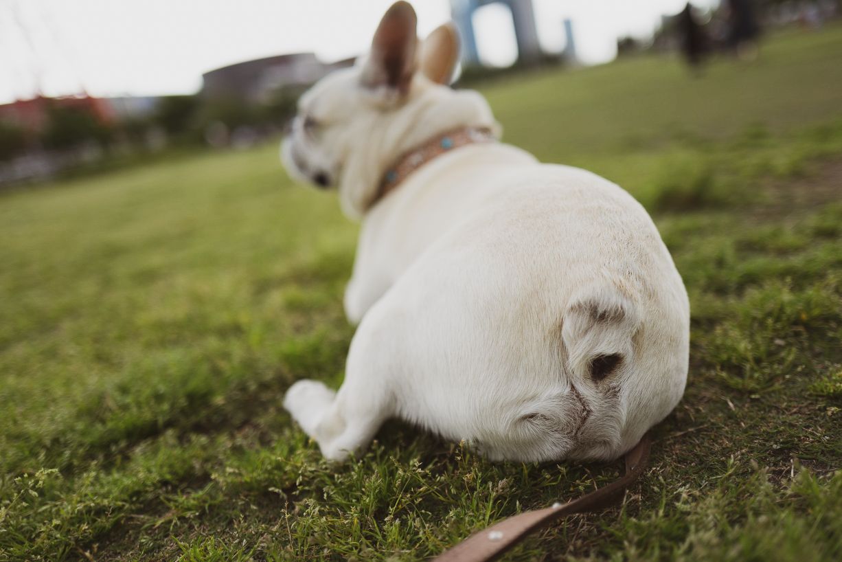 What s That Fishy Smell Anal Glands In Dogs Harpeth Hills Animal 