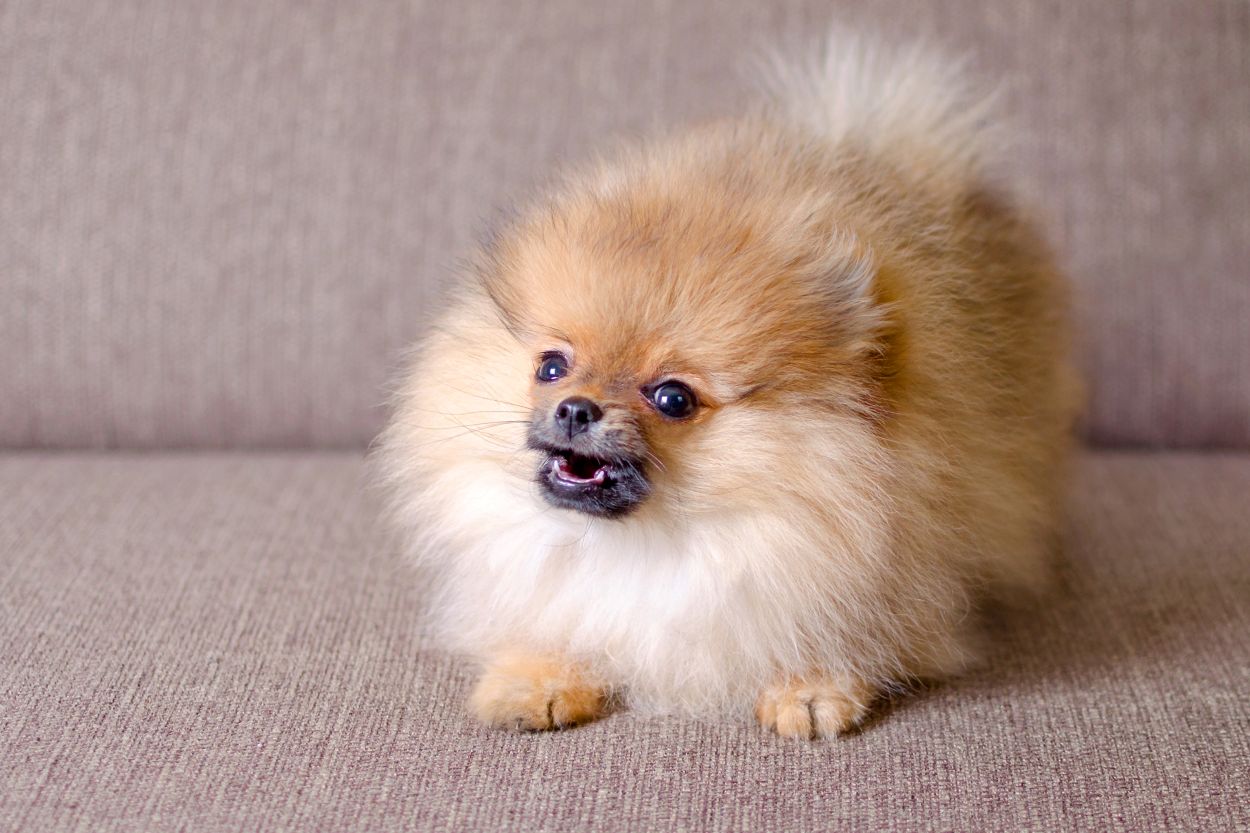 Small Dog Breeds for First Time Owners: Guide - TomKings Kennel
