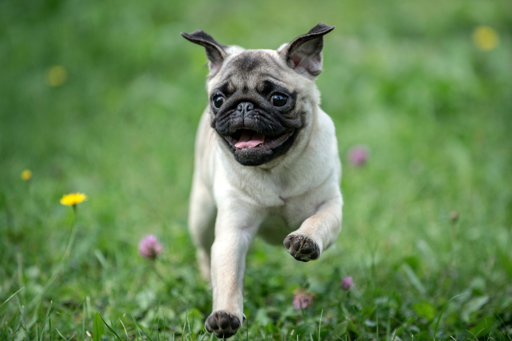 Pug nose puppy running.