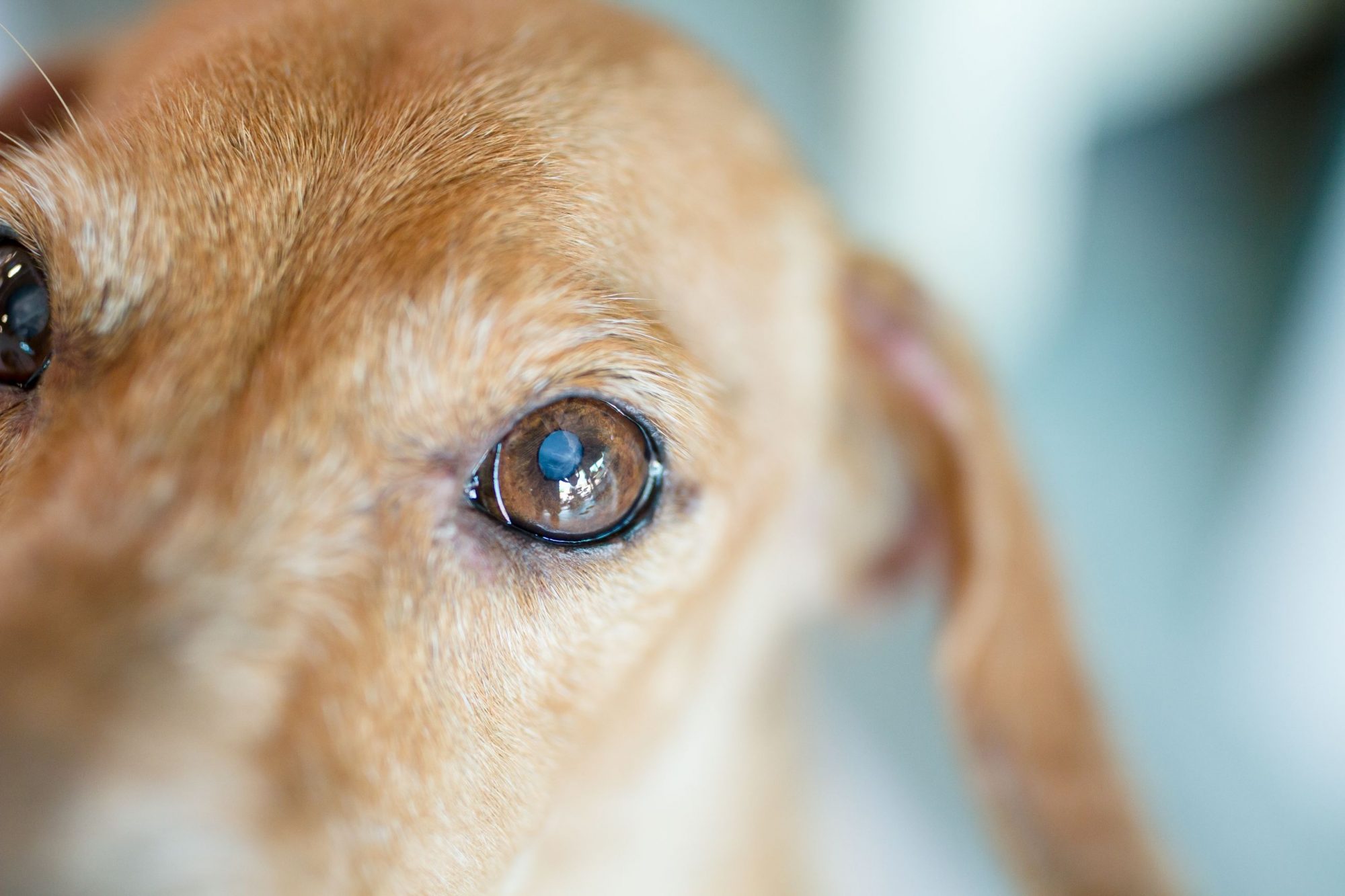 dog eyelid problems