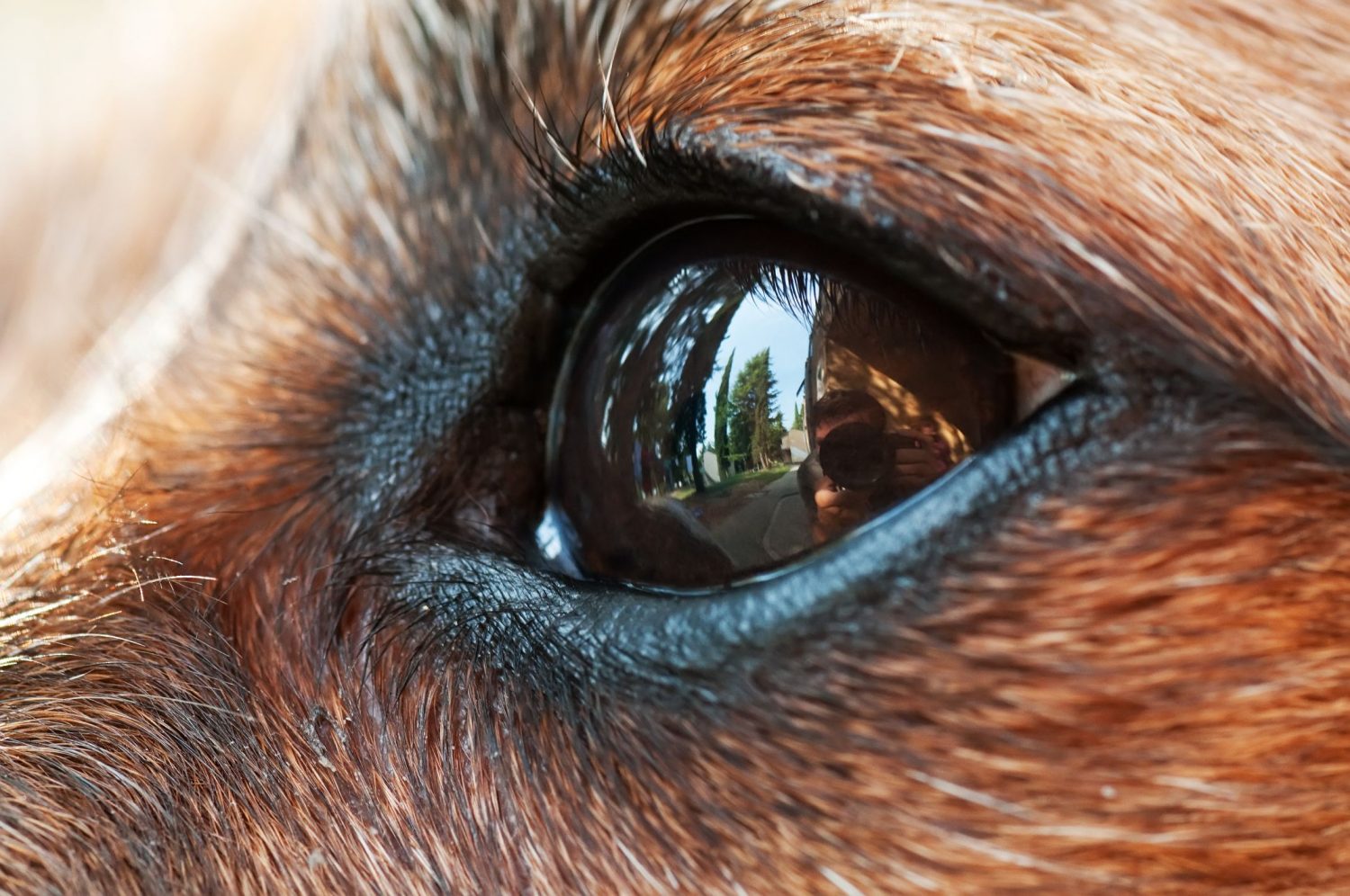 how-quickly-does-glaucoma-progress-in-dogs-archives-harpeth-hills