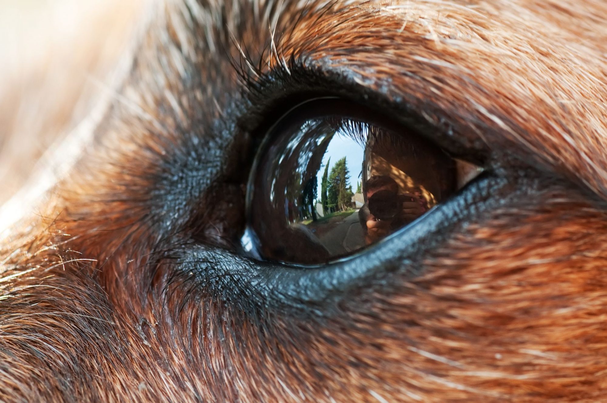 is a dog with glaucoma in pain