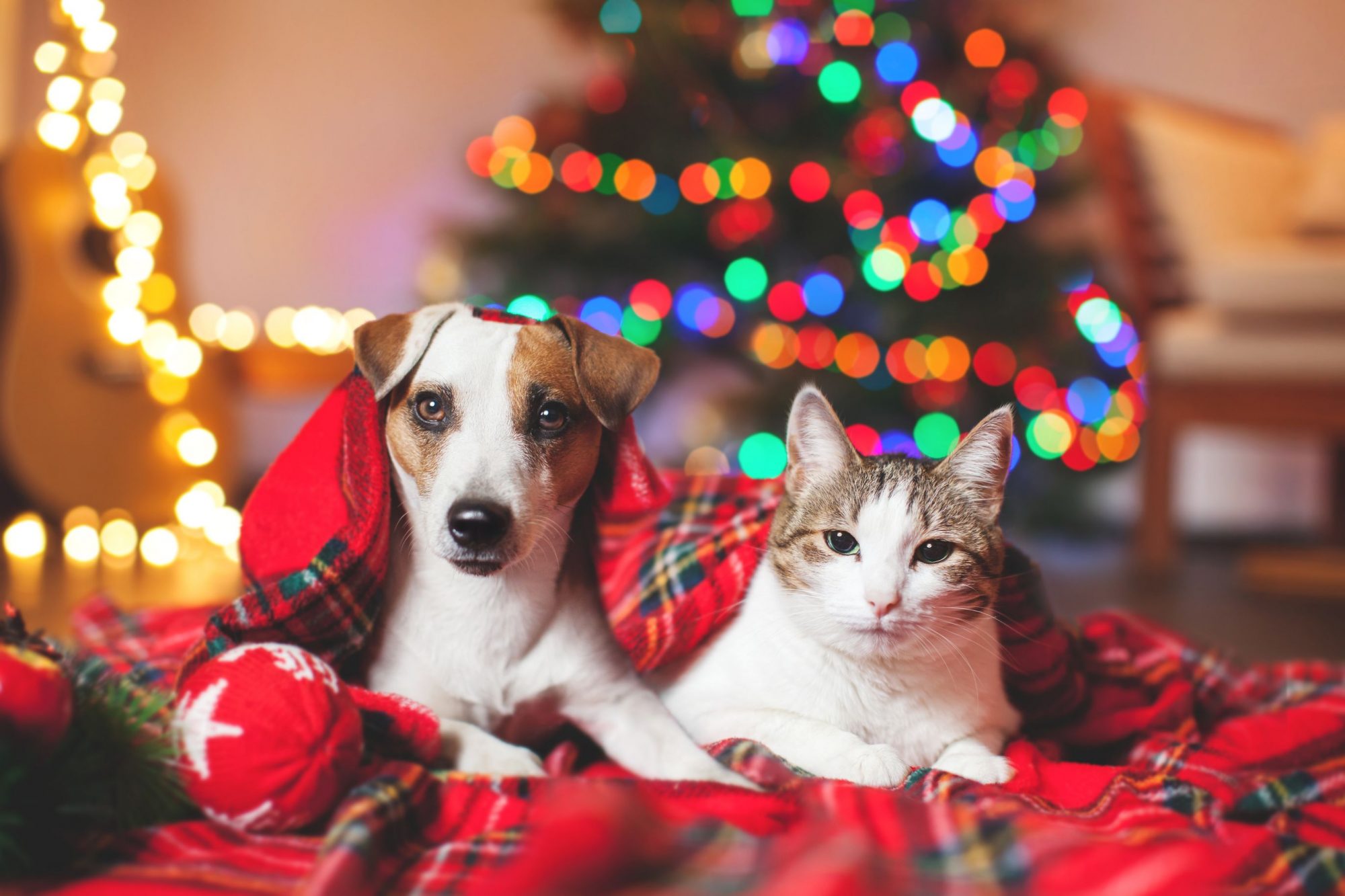 Dog and cat holiday decorations.