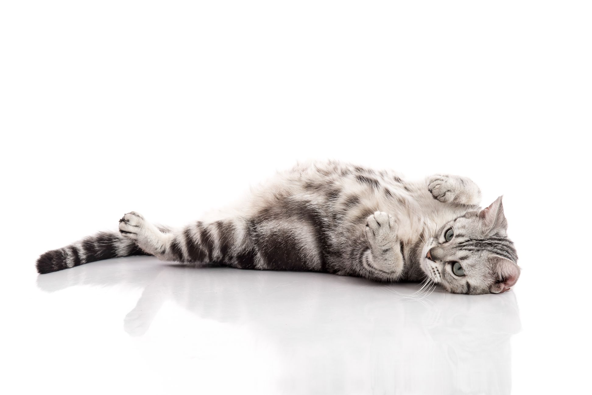 How To Tell If A Cat Is Pregnant Harpeth Hills Animal Hospital 