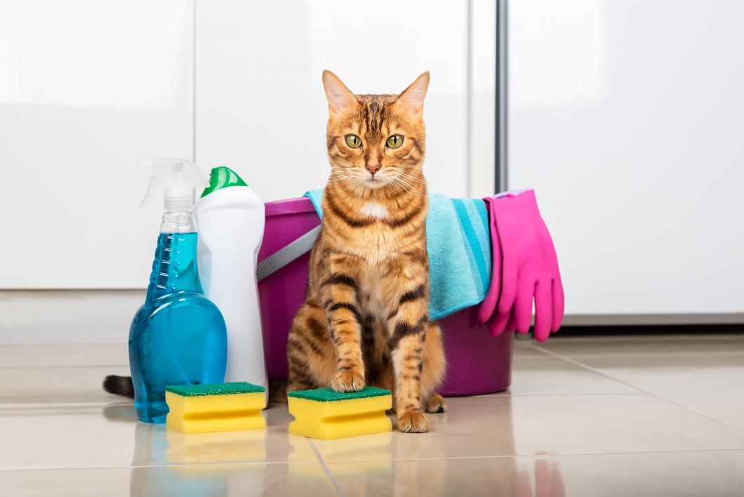 a cat in front of cleaning products.
