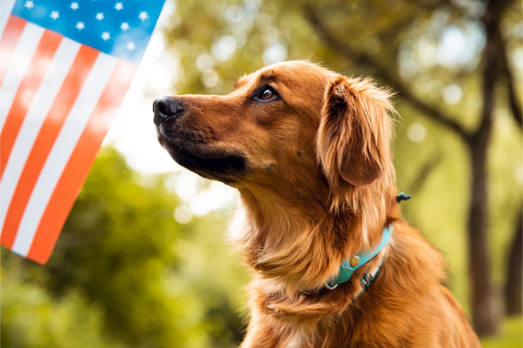 dog with American flag in background. 