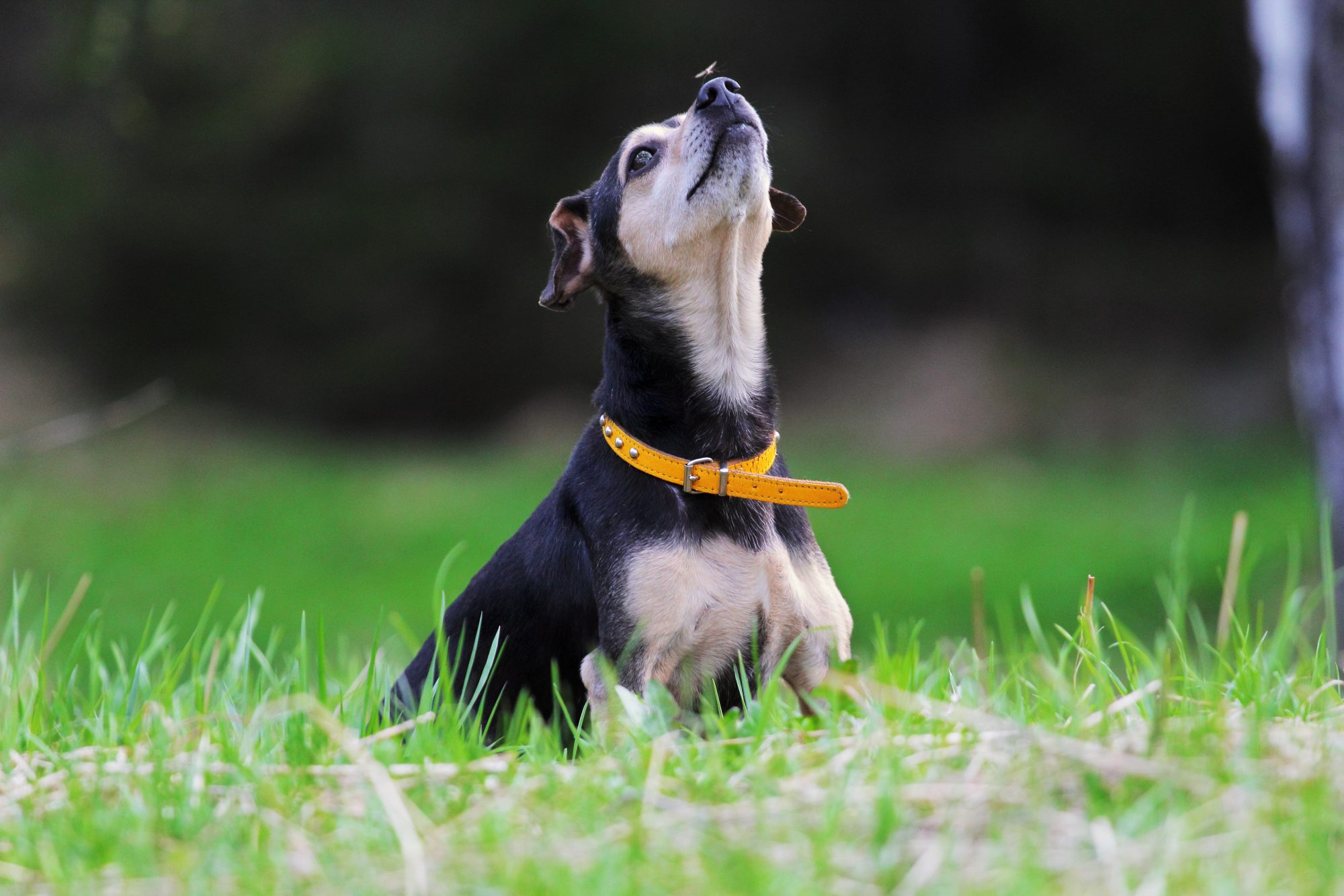 Small dog with mosquito on the nose.