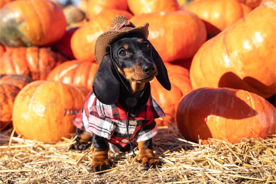 dog dresses for halloween.