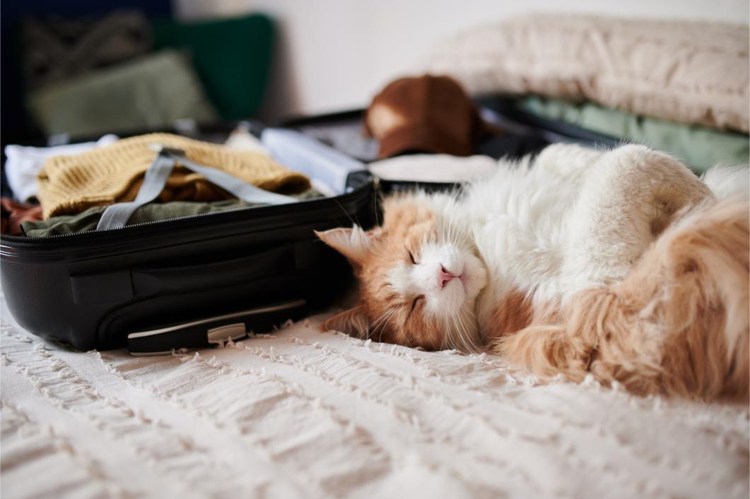 Cat packing for holiday.