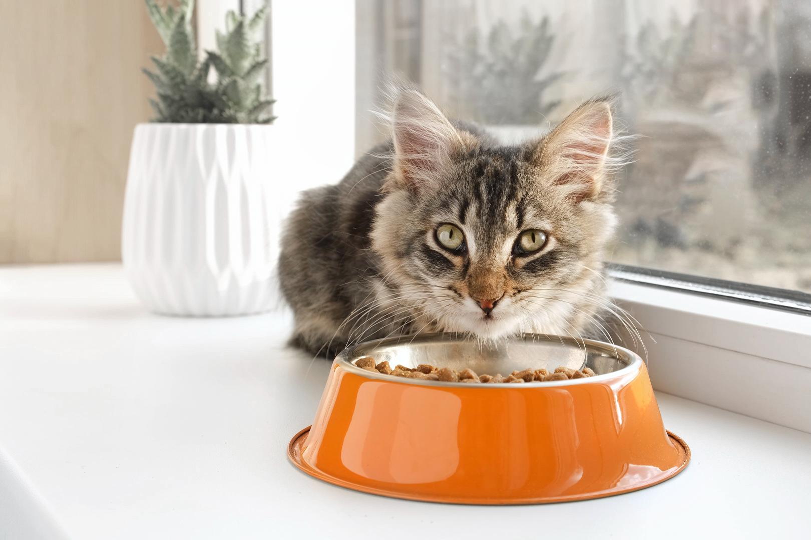 Cat eating a bowl of food.