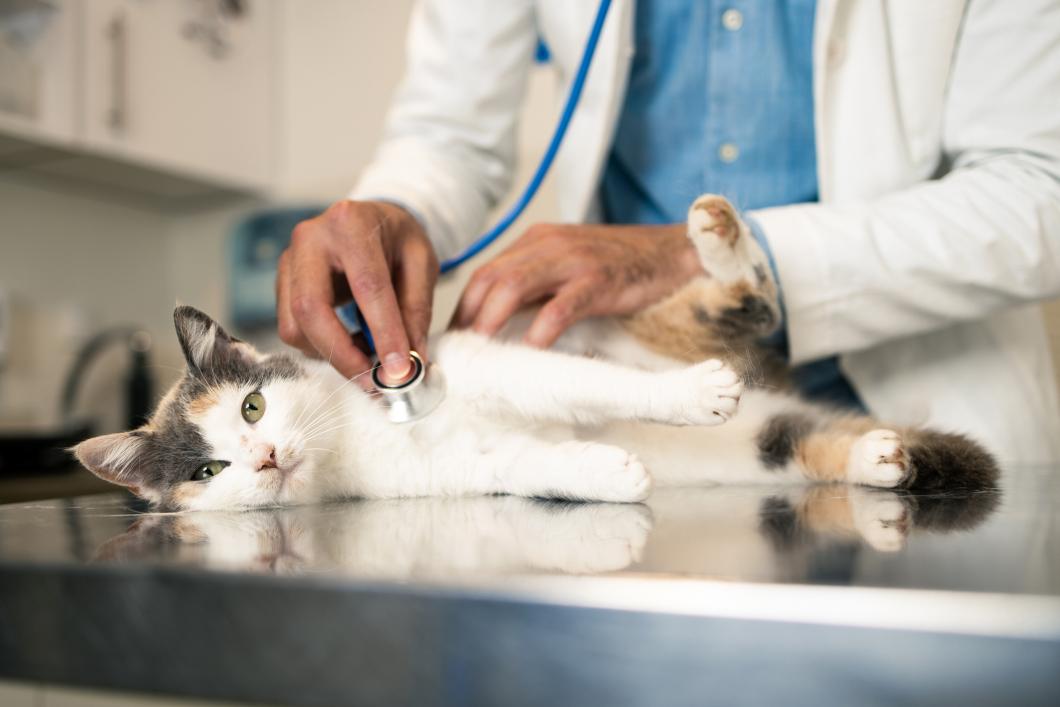 Cat at vet.