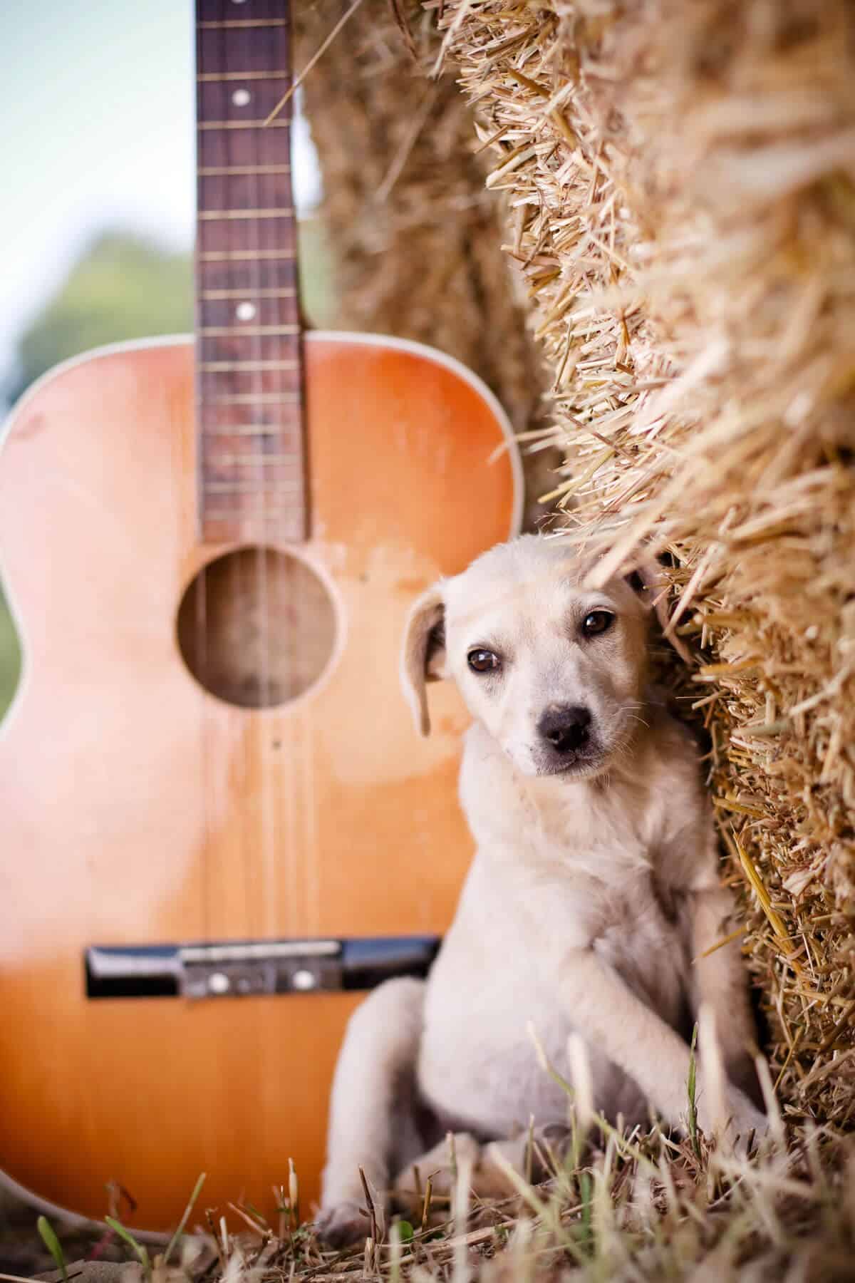 puppy with guitar